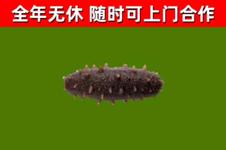 武乡烟酒回收干海参.jpg